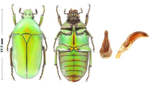 Chlorocala conjux bousqueti